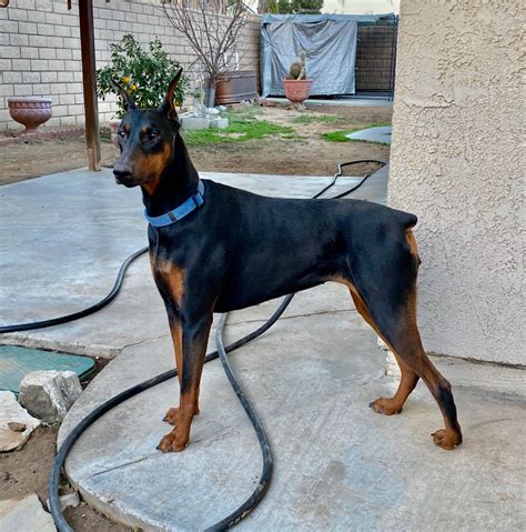 craigslist doberman pinscher puppies